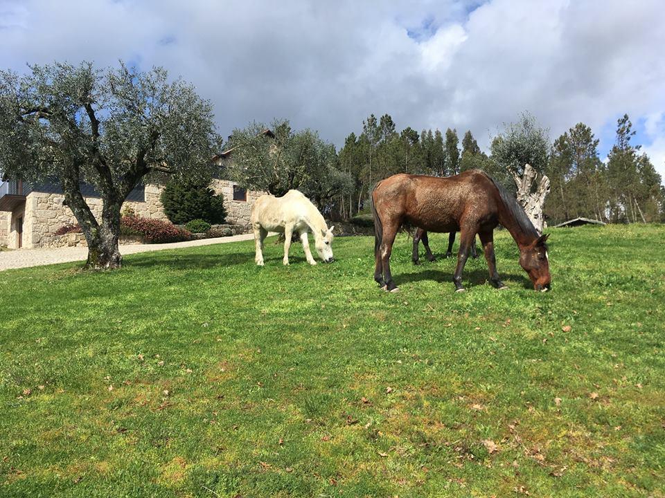 Quinta Do Medronheiro Hotel Rural ヴィゼウ エクステリア 写真